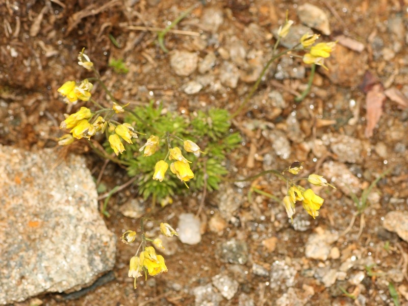 Draba aizoides